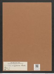 Navicula criophila Castr. (de-Toni-Nr.: Genus 1, Species 45) Zeichnungen Sammlung Grunow Mappe 00037 (Herbarium_W_Grunow_drawings_Folder_00037)